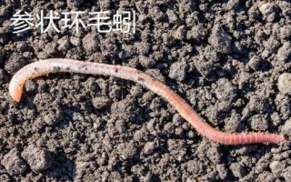 蚯蚓的养殖方法，是最常见的环节动物之一