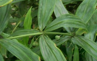 黄精的特征，不同品种茎高不同