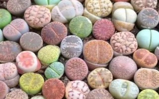 生石花如何换盆，可在生长季节换盆