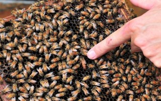 蜜蜂生病怎么治疗，根据实际病症使用针对性药物