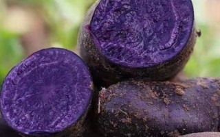 紫土豆的种植前景，营养丰富且用途多