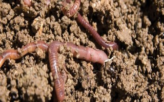 蚯蚓土怎么养花，可直接使用