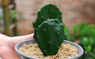 仙人掌怎么浇水,春秋季节每隔半个月浇一次