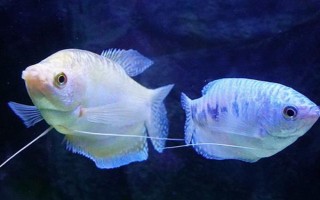 曼龙鱼能和什么混养，能和月光鱼、红箭鱼等混养