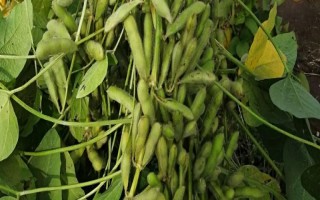 九青豆大豆种子特点,中晚熟品种