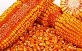 有哪些生产玉米种的企业,荃银高科集种子研发、生产等业务于一体