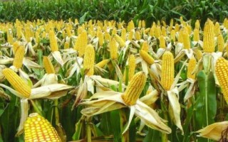 爱玉269玉米种简介,春播平均生育期140.5天