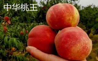 桃树属于哪种植物，是一种典型的被子植物