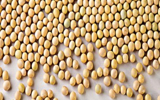 吉育552大豆品种简介,高抗大豆花叶病毒1号株系