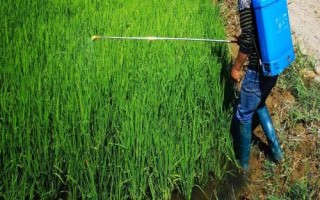 噻虫嗪可以防治哪些害虫,比吡虫啉更有优势