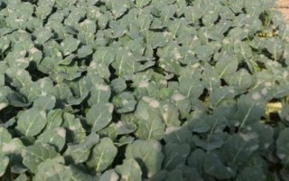 秋季种植西兰花的时间及方法,7月份育苗可在8月份定植