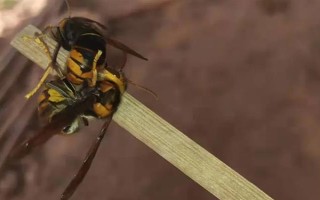 葫芦蜂冬天是否会死亡，除了已经交尾的蜂王以外均会死亡