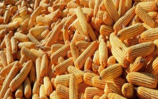甜糯桃花红玉米种子特点,每亩适宜密度3500株