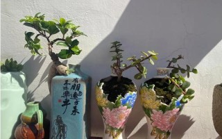 酒瓶怎么制作花盆，瓷器的玻璃的都适用