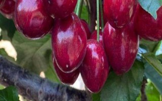 美国大红樱桃的由来，以雷尼与布莱特杂交选育而成