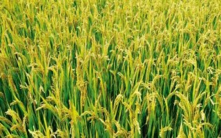 Q两优银泰香占水稻品种简介，全生育期早稻126.9天