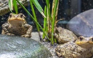 养蟾蜍需要办理哪些手续，先申请办理《野生动物驯养繁殖许可证》