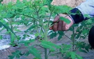 番茄怎样打枝才能多结果,可以进行单干打枝
