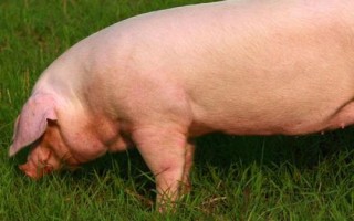 母猪的产后如何护理，首先要做的就是检查母猪的胎衣