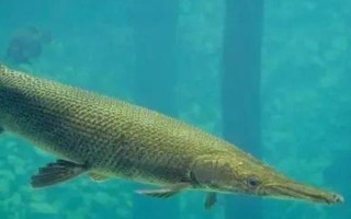 鳄雀鳝好不好养，具有顽强的生命力容易饲养