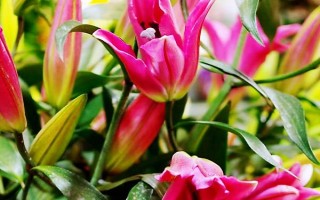 百合的品种，分为卷丹百合、美丽百合、山丹百合等