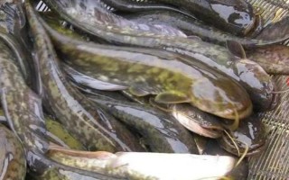 没人吃八须鱼的原因，肉质粗糙口感不佳是主要原因之一