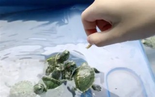 乌龟是不是每天都要喂食，幼龟每天都要喂一次