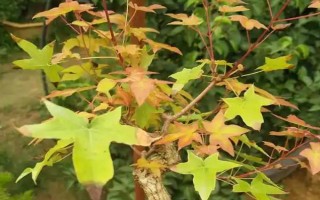 五角枫盆景的修剪方法，幼苗期剪除植株主枝顶端的枝叶