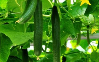 黄瓜应该怎样防治萤火虫，在4月份可将草木灰撒在瓜苗之上