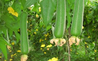 丝瓜为什么只长藤开花不结果，营养过剩、光照和雌花过多等因素均会造成