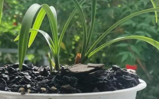 惠兰的养殖方法，按照不干不浇、浇则浇透的原则提供水分