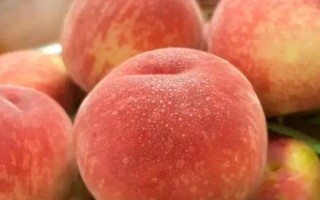 桃子的品种,以下6种的品质比较好