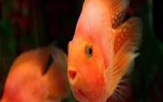 鹦鹉鱼烂头病怎么治疗，可以用甲硝唑或者红霉素治疗