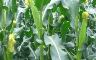 桂甜糯525玉米种子介绍，中等肥力以上地块栽培