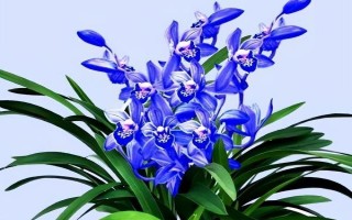 中国稀有兰花生长在哪些地方，主要生长在广东、广西、云南等地