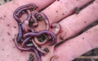 钓泥鳅怎么快速上钩，使用鲜活的虫饵具有良好效果