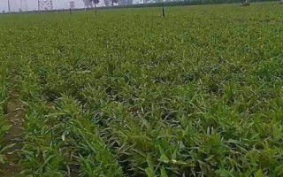 半夏种子的价格与种植技术，市场售价一斤大约需要35-50元左右