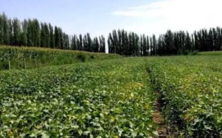 毛豆的生长期,从种植到采收大约需要90天