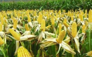 爱玉269玉米种简介,春播平均生育期140.5天