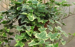 常春藤是不是攀援植物，是多年生常绿攀援灌木