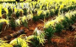 韭黄品种介绍,产地较多各具特色