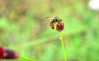 哪些蜜蜂产出的蜂蜜品质最好，包括中蜂、意蜂、黑蜂等品种