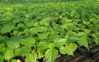 种植构树的补助,国家会给予1000元每亩