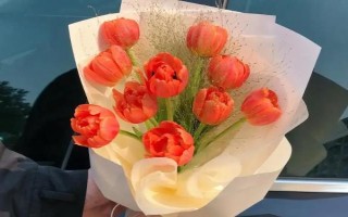 郁金香有什么花语，代表爱的宣言、高贵的爱、珍贵友谊