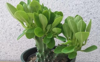 麒麟掌有毒吗，其汁液有毒