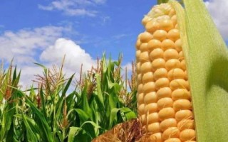 珠玉甜10号玉米种简介，秋植生育期80天