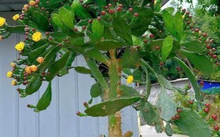 仙人掌有什么花语，具有坚强、等待、心底的爱等含义