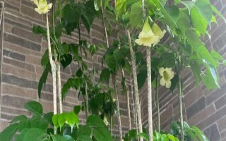 幸福树开花的寓意，寓意着吉祥如意