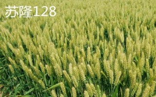 红麦品种，包括杨麦25、农麦88、宁麦22等种类