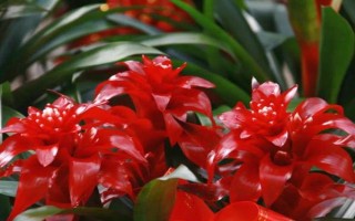 水塔花有什么寓意,象征鸿运当头、福星高照、完美无缺